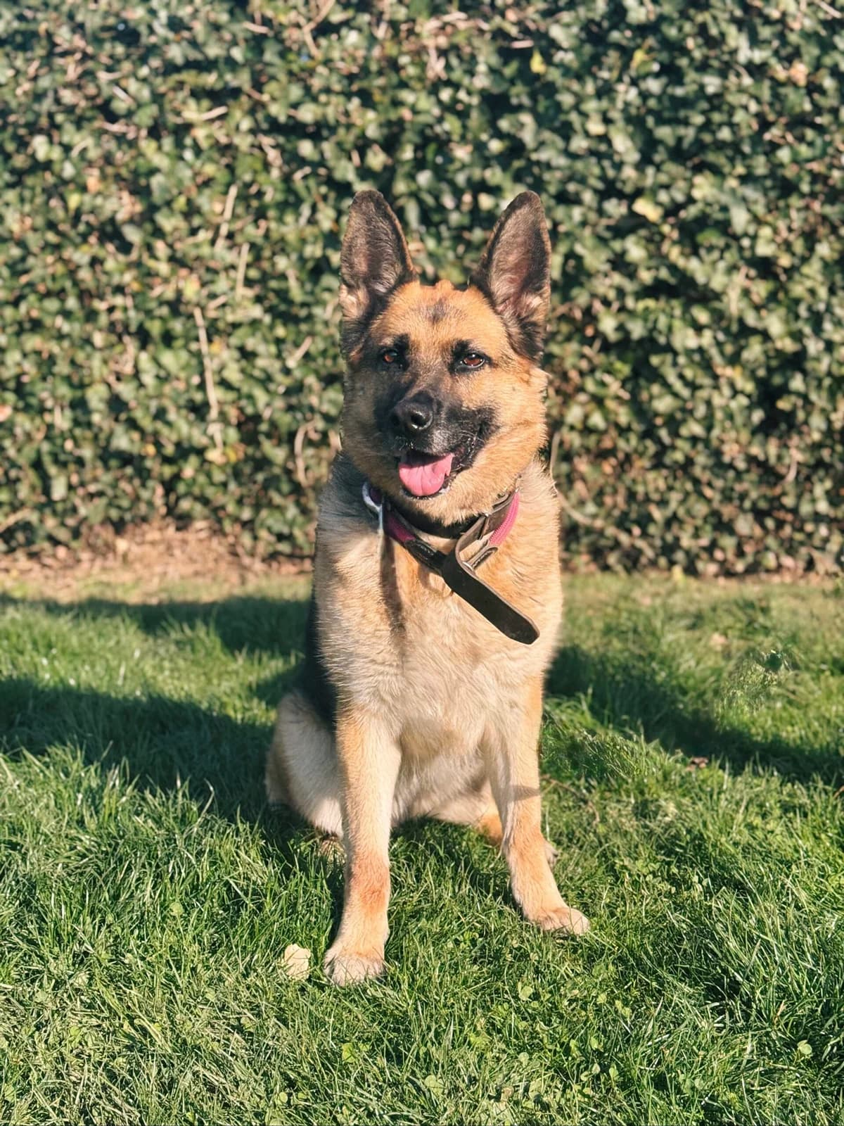 Pria, female 4yo German Shepherd for adoption at Perwez), Sans Collier