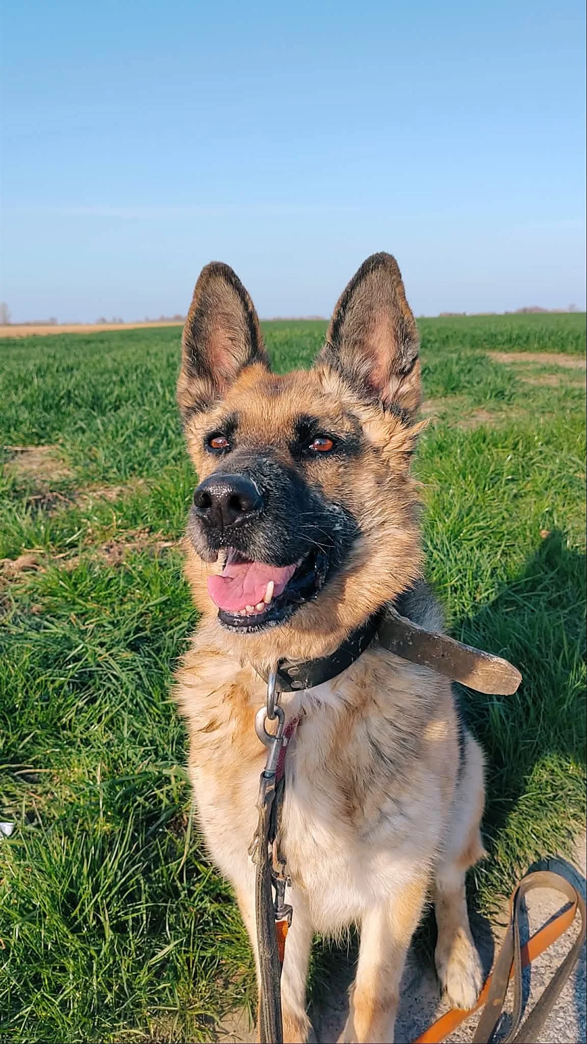 Pria, female German Shepherd for adoption at Perwez), Sans Collier photo 2