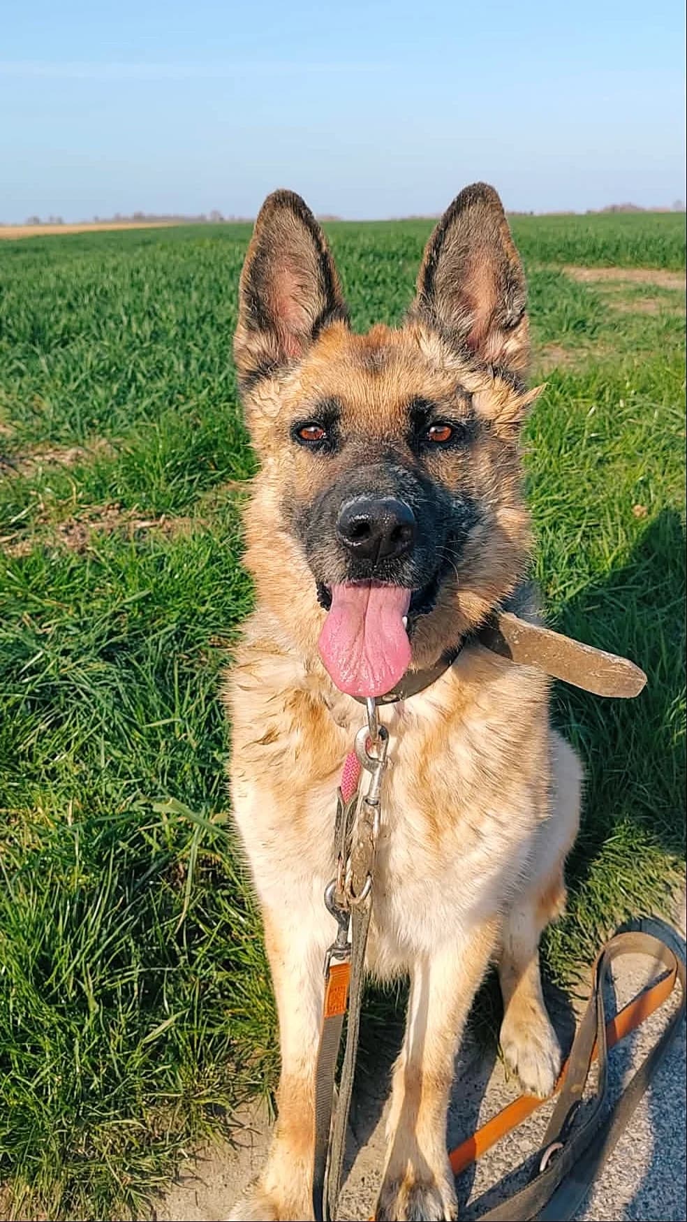 Pria, female German Shepherd for adoption at Perwez), Sans Collier photo 3