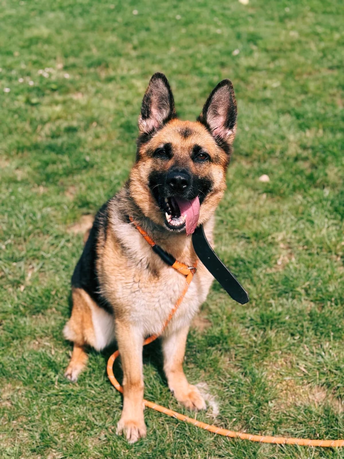 Pria, female German Shepherd for adoption at Perwez), Sans Collier photo 4