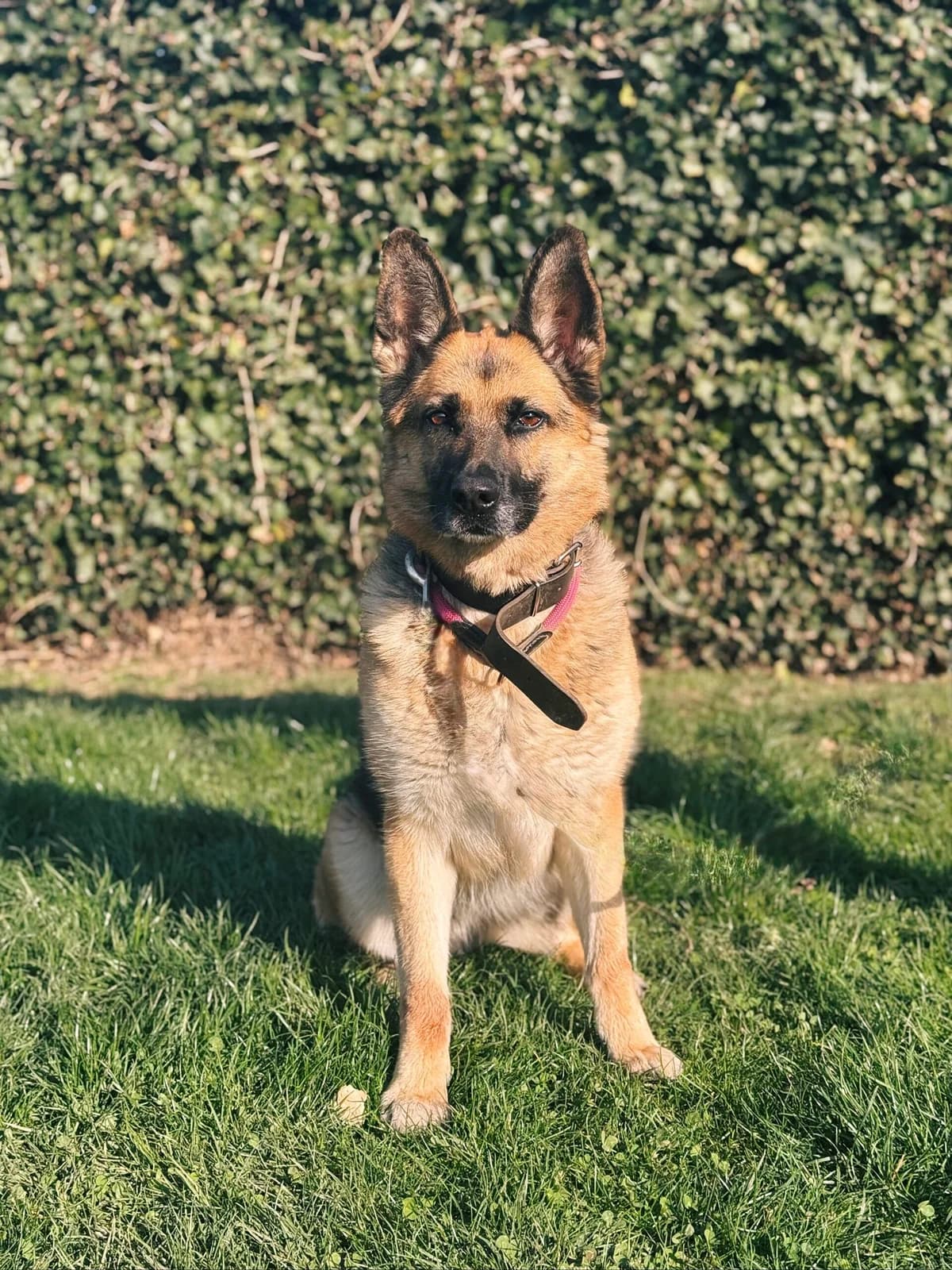 Pria, female German Shepherd for adoption at Perwez), Sans Collier photo 5