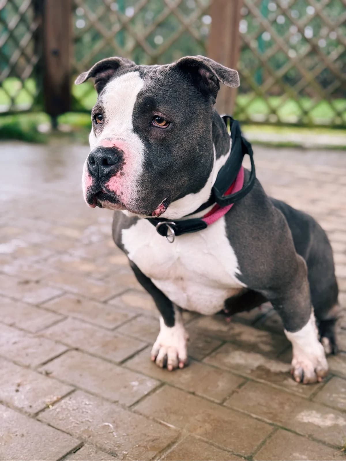 Princesse, female 7yo American Bully for adoption at Perwez), Sans Collier