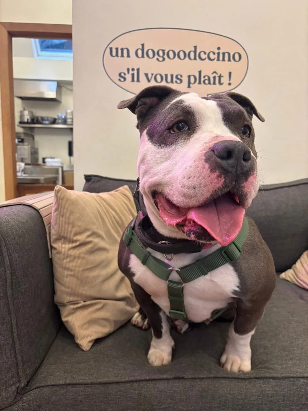 Princesse, female American Bully for adoption at Perwez), Sans Collier photo 2