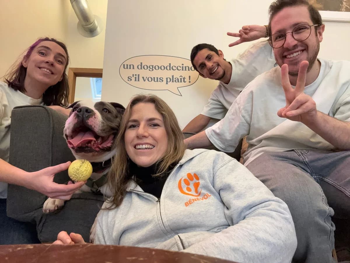 Princesse, female American Bully for adoption at Perwez), Sans Collier photo 3