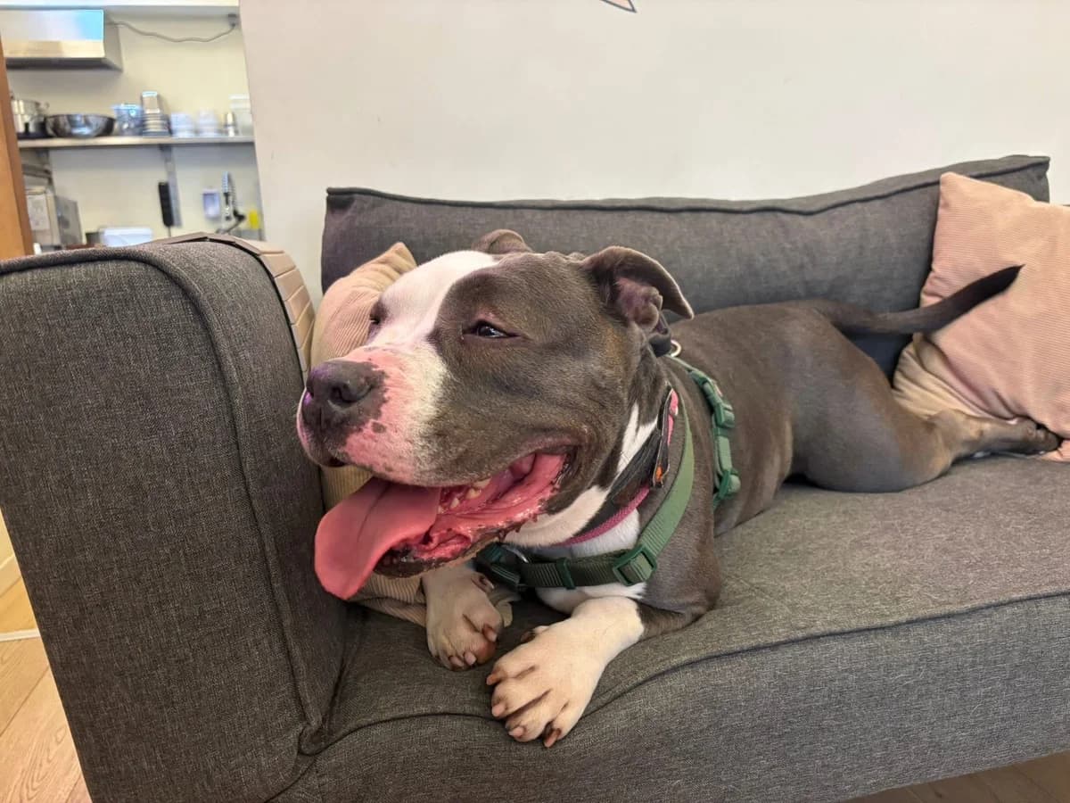 Princesse, female American Bully for adoption at Perwez), Sans Collier photo 4