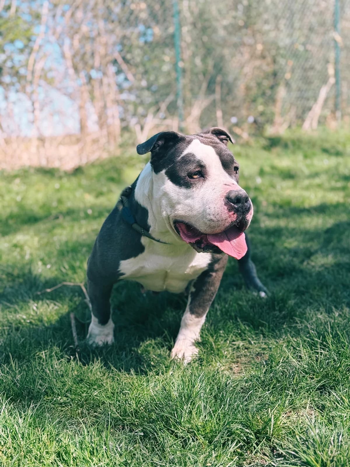 Princesse, female American Bully for adoption at Perwez), Sans Collier photo 5
