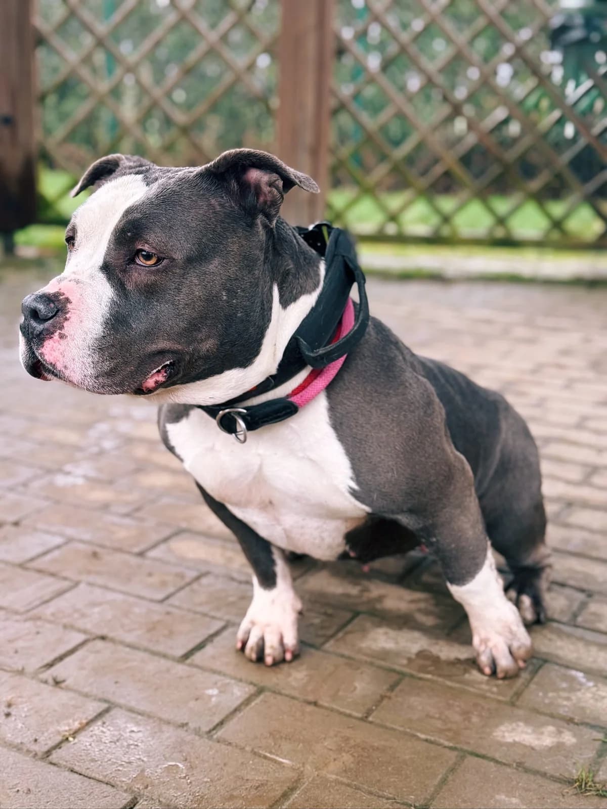 Princesse, female American Bully for adoption at Perwez), Sans Collier photo 6