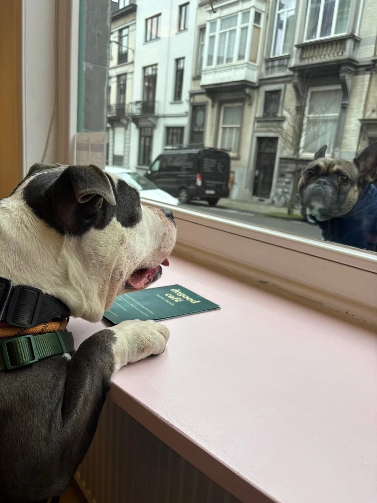 Princesse, female American Bully for adoption at Perwez), Sans Collier photo 7