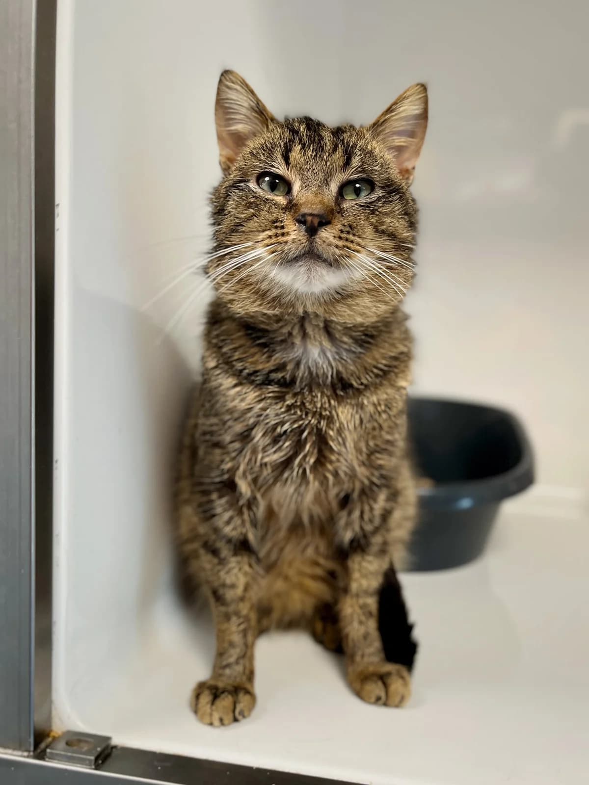 Ravioli, male 3yo European Shorthair for adoption at Perwez), Sans Collier