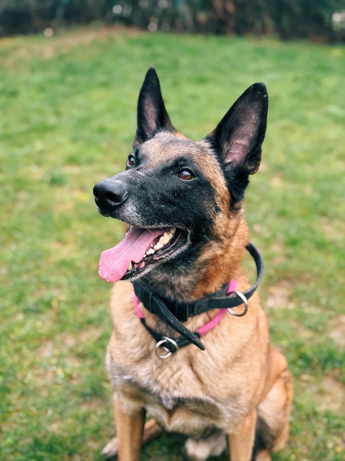 Rex, male senior Belgian Malinois for adoption at Perwez), Sans Collier