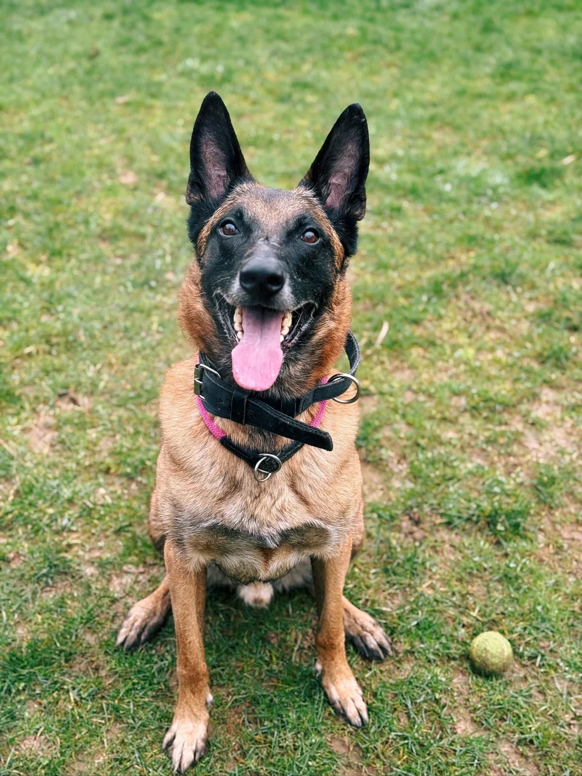 Rex, male Belgian Malinois for adoption at Perwez), Sans Collier photo 2