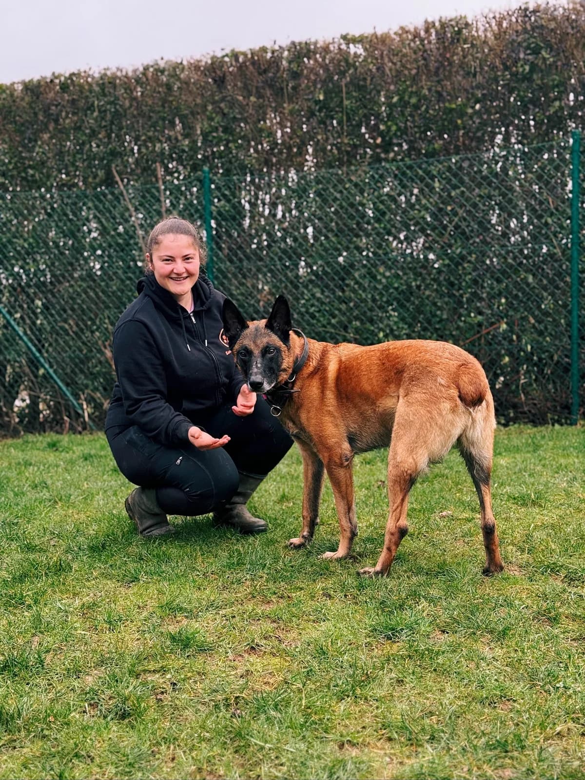 Rex, male Belgian Malinois for adoption at Perwez), Sans Collier photo 3