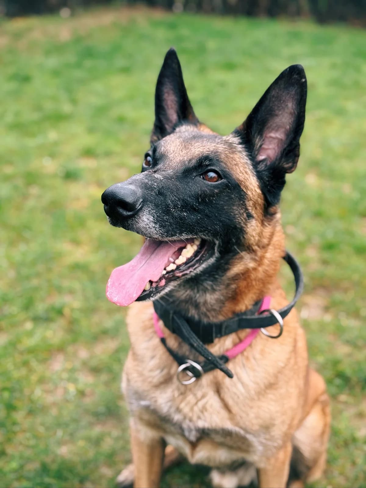 Rex, male Belgian Malinois for adoption at Perwez), Sans Collier photo 4