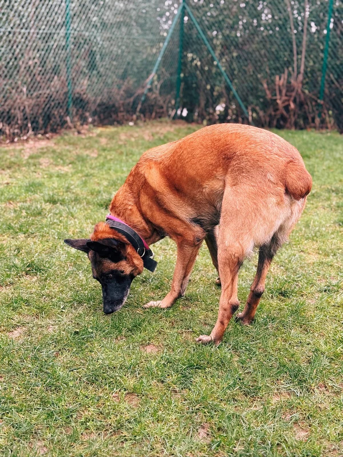 Rex, male Belgian Malinois for adoption at Perwez), Sans Collier photo 5