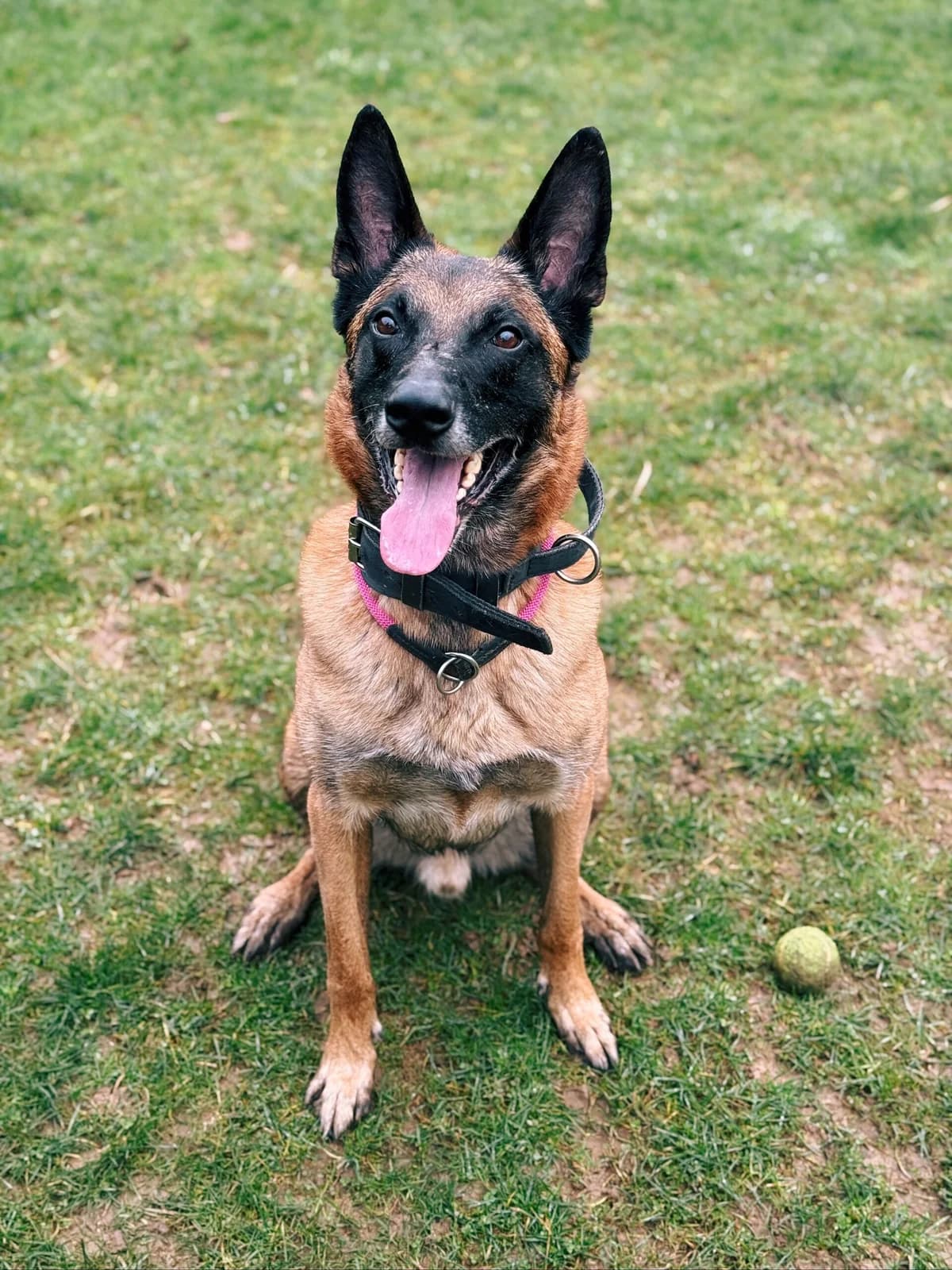 Rex, male Belgian Malinois for adoption at Perwez), Sans Collier photo 6