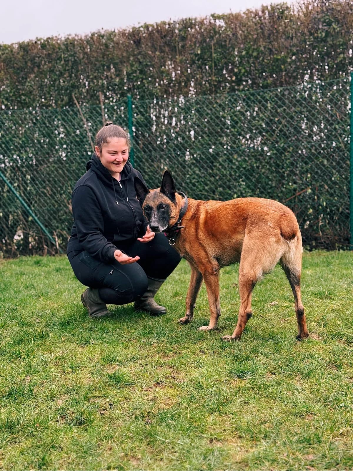 Rex, male Belgian Malinois for adoption at Perwez), Sans Collier photo 7