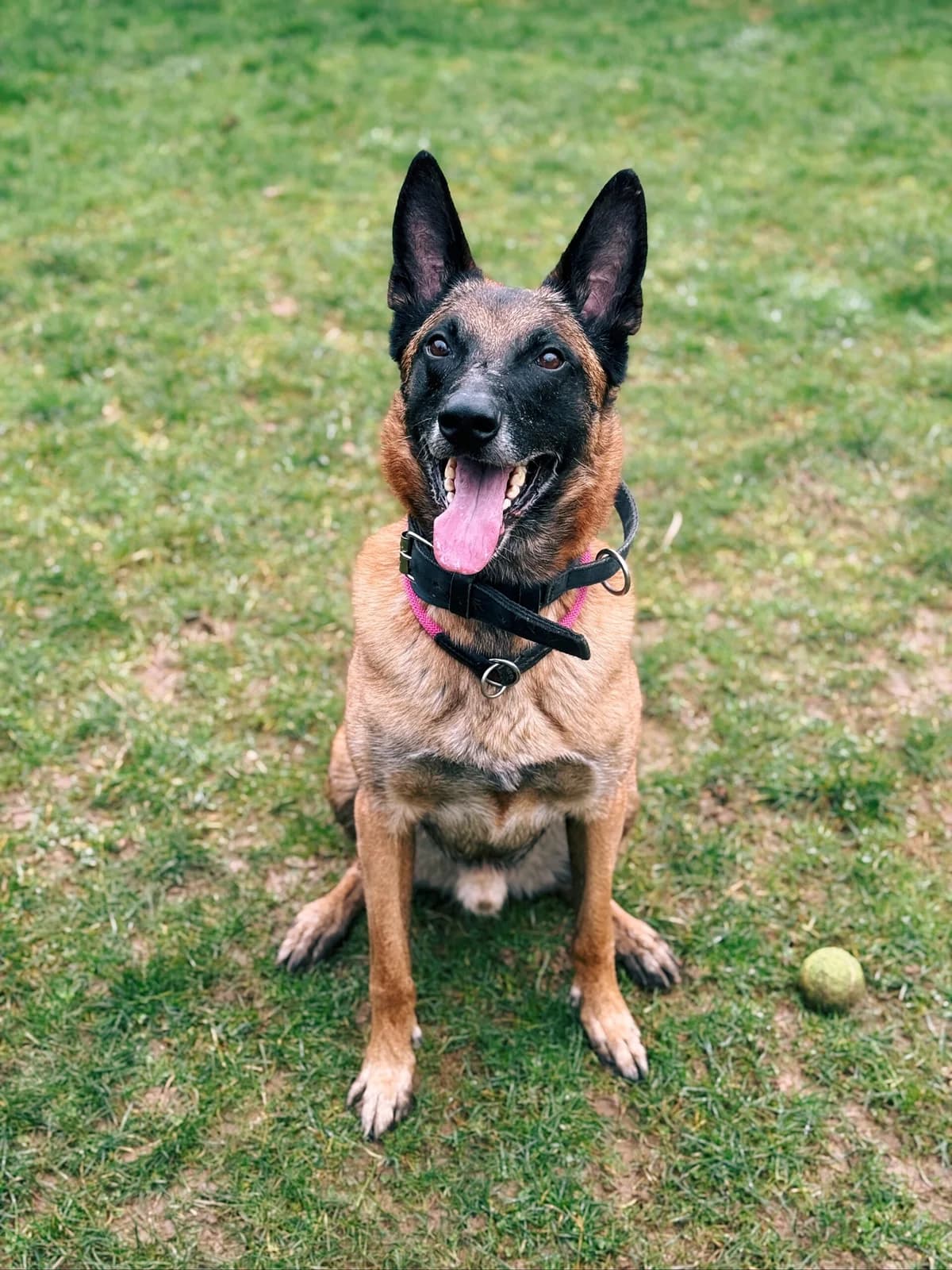 Rex, male Belgian Malinois for adoption at Perwez), Sans Collier photo 8