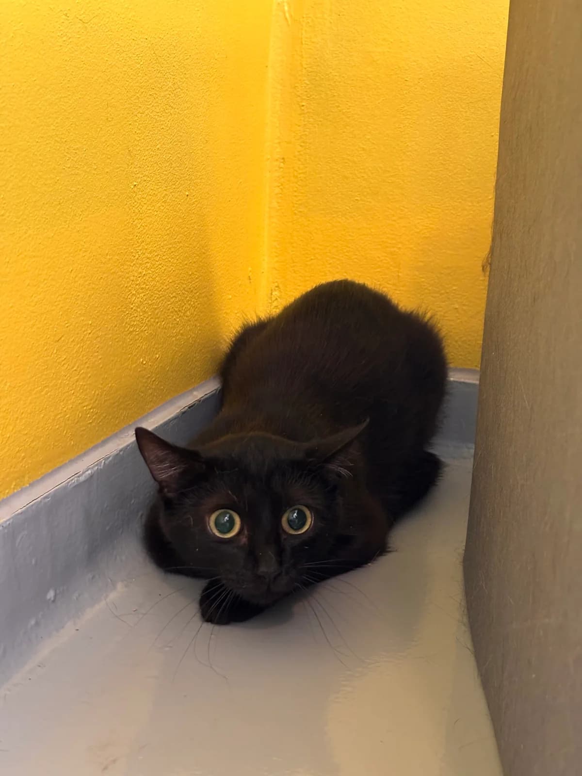 Rina, European Shorthair (Perwez))