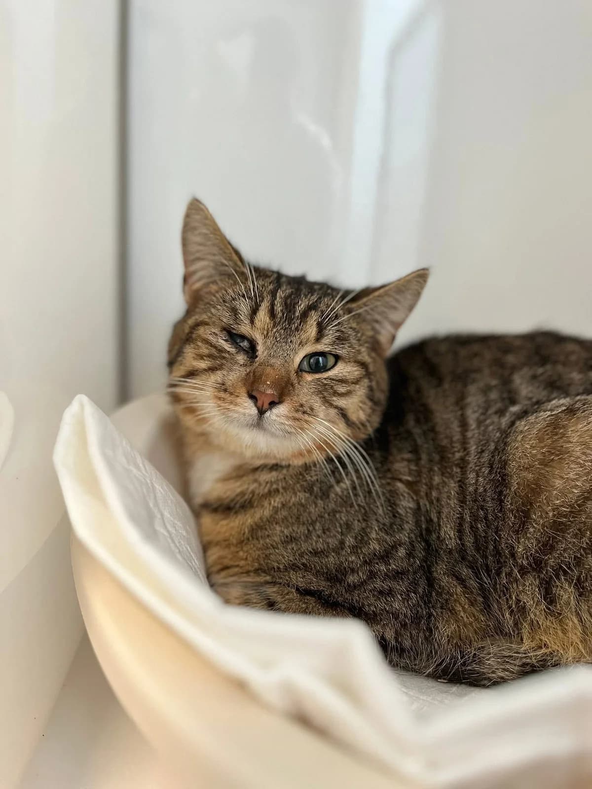 Risotto, male 5yo European Shorthair for adoption at Perwez), Sans Collier