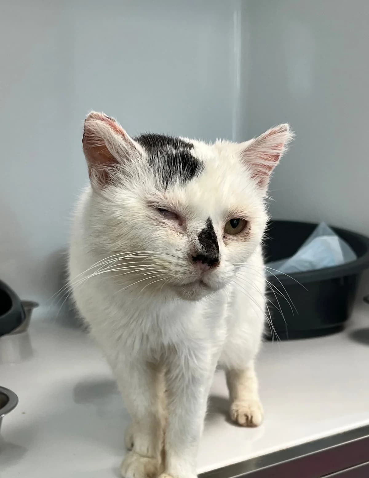 Salvadora, female senior European Shorthair for adoption at Perwez), Sans Collier