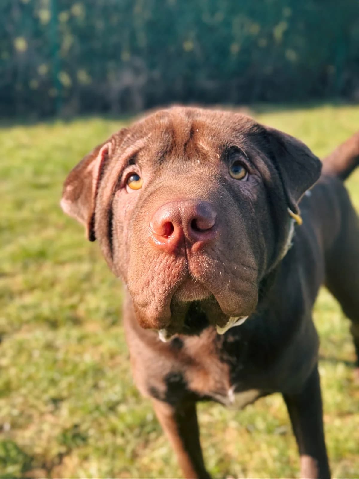 Sam, male mixed breed for adoption at Perwez), Sans Collier photo 8