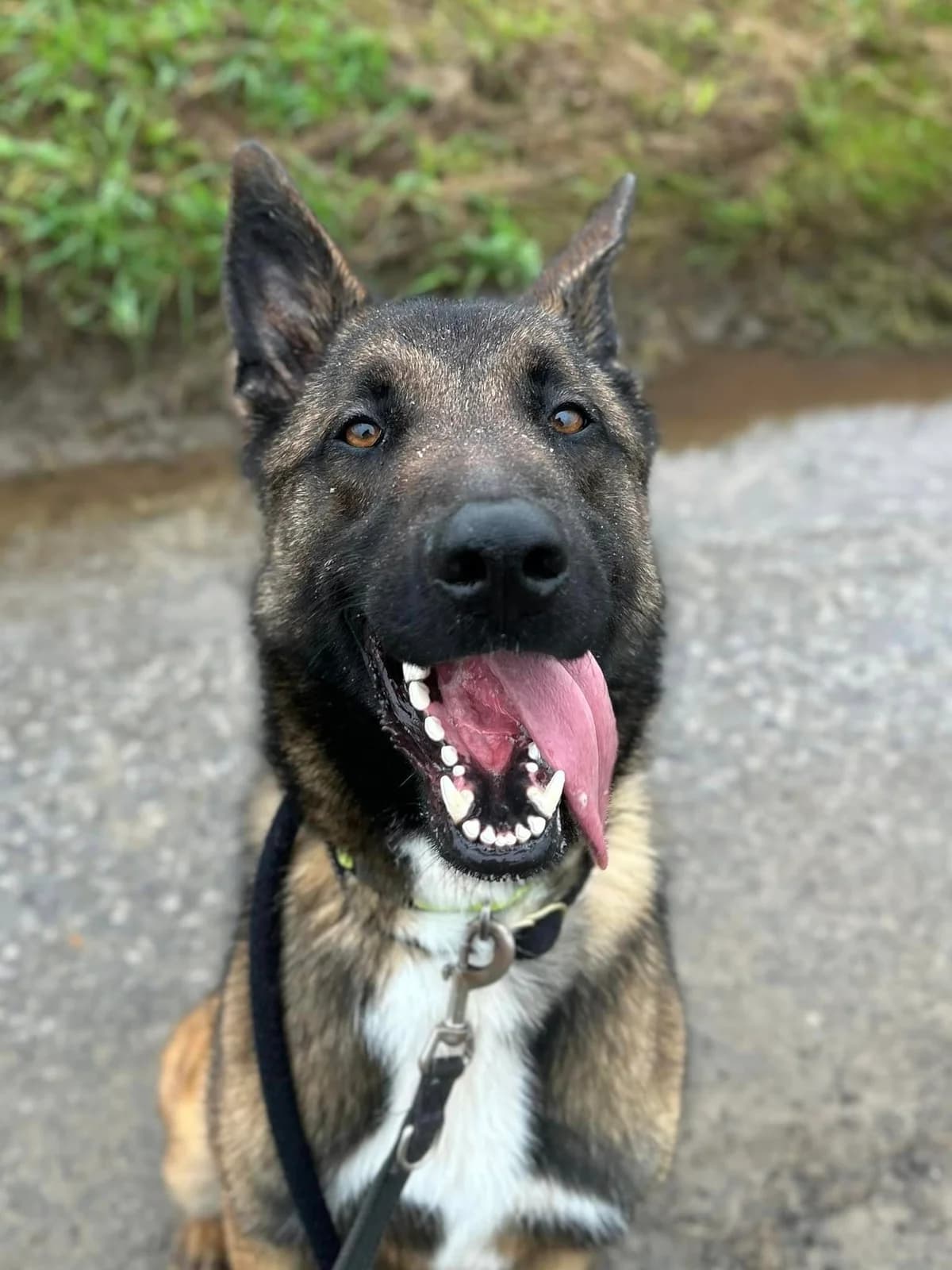 Scooby, male 3yo Belgian Malinois for adoption at Perwez), Sans Collier