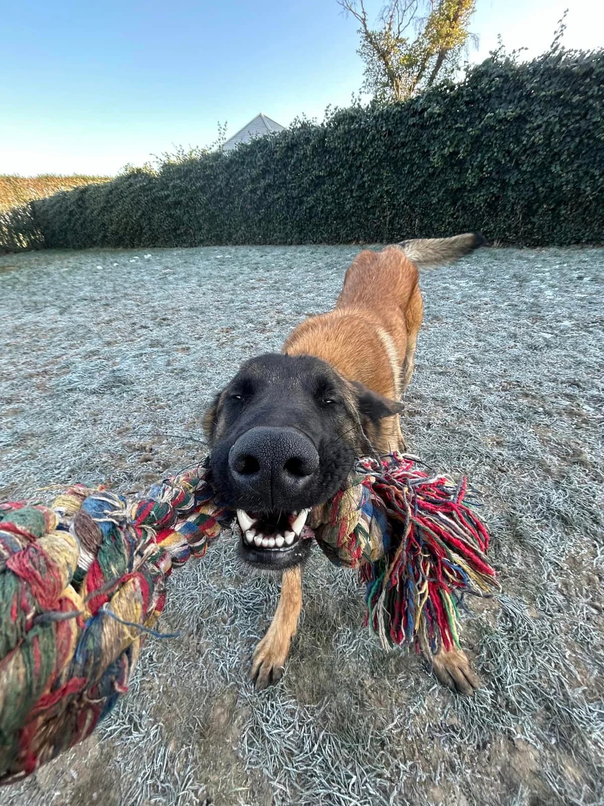 Scooby, male Belgian Malinois for adoption at Perwez), Sans Collier photo 2