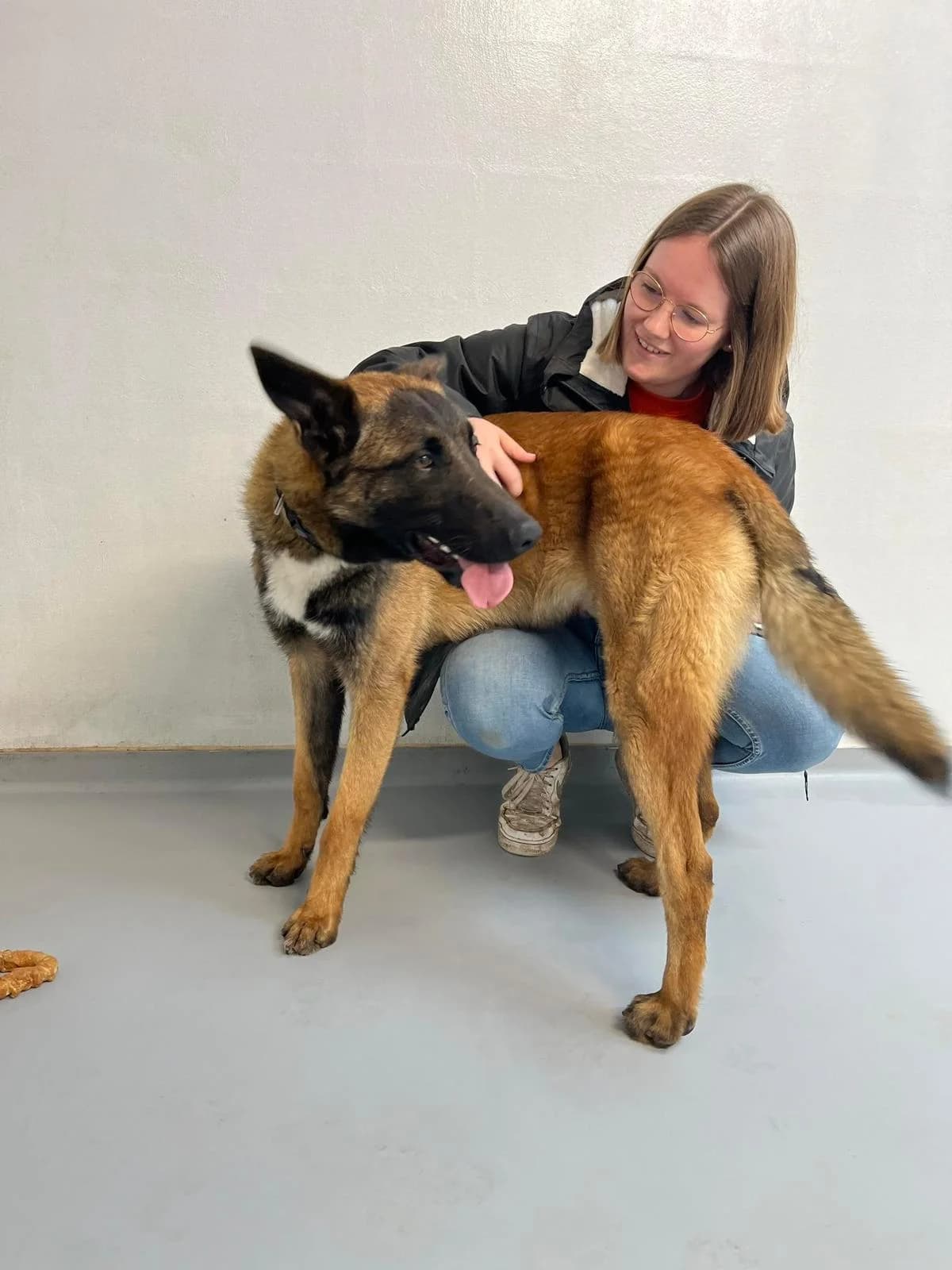 Scooby, male Belgian Malinois for adoption at Perwez), Sans Collier photo 3