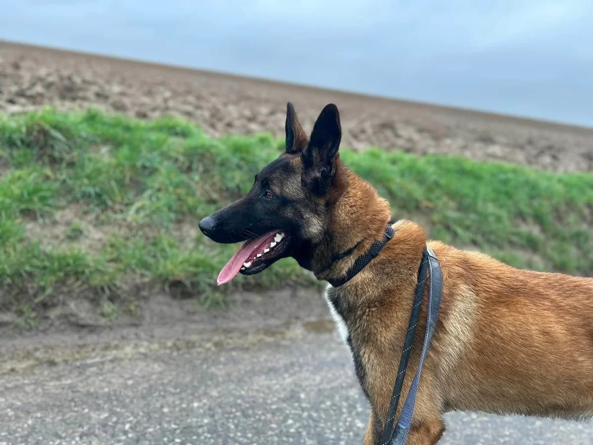 Scooby, male Belgian Malinois for adoption at Perwez), Sans Collier photo 4