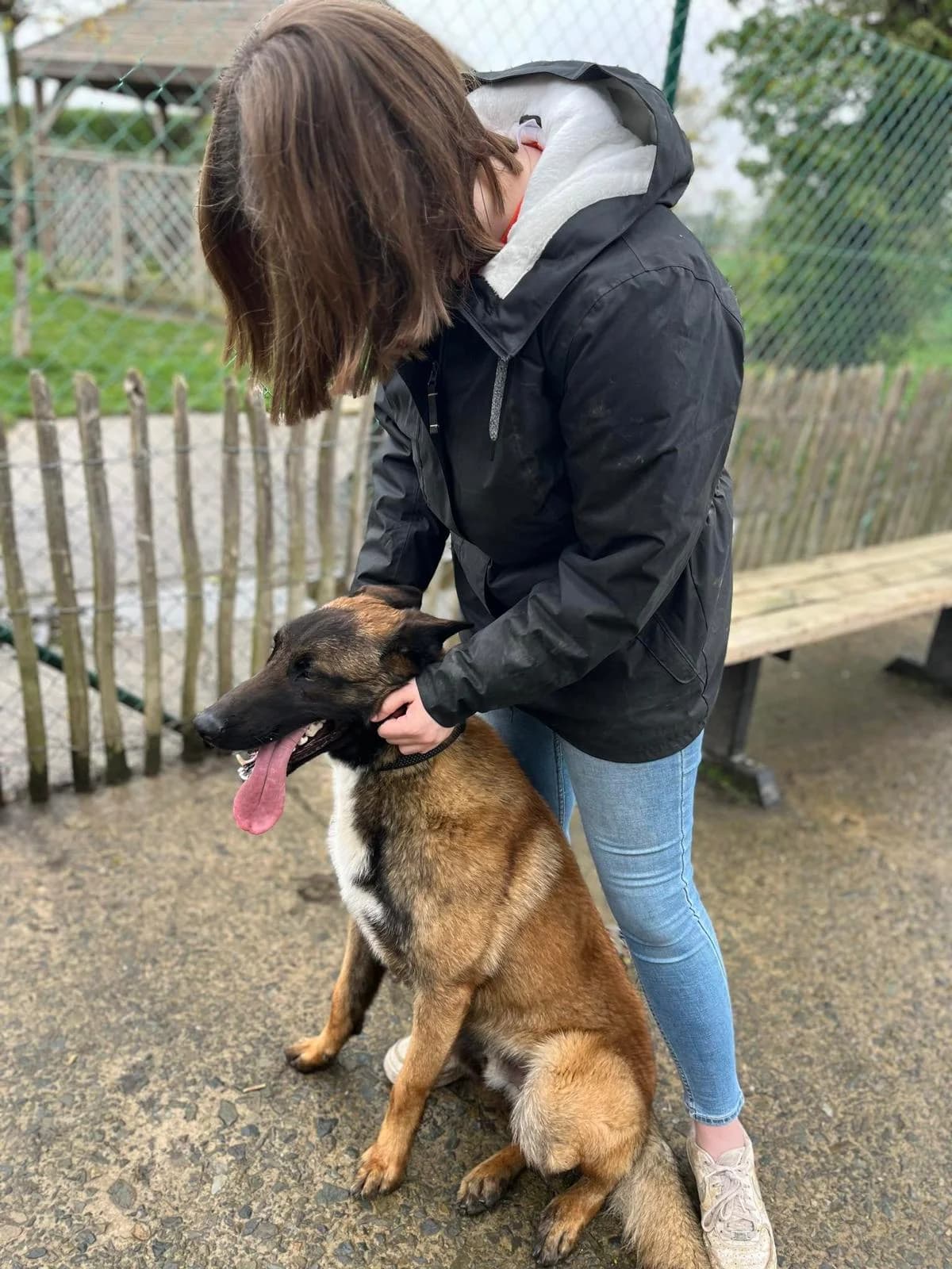 Scooby, male Belgian Malinois for adoption at Perwez), Sans Collier photo 5