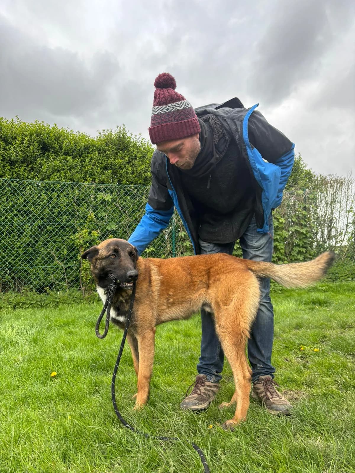 Scooby, male Belgian Malinois for adoption at Perwez), Sans Collier photo 6