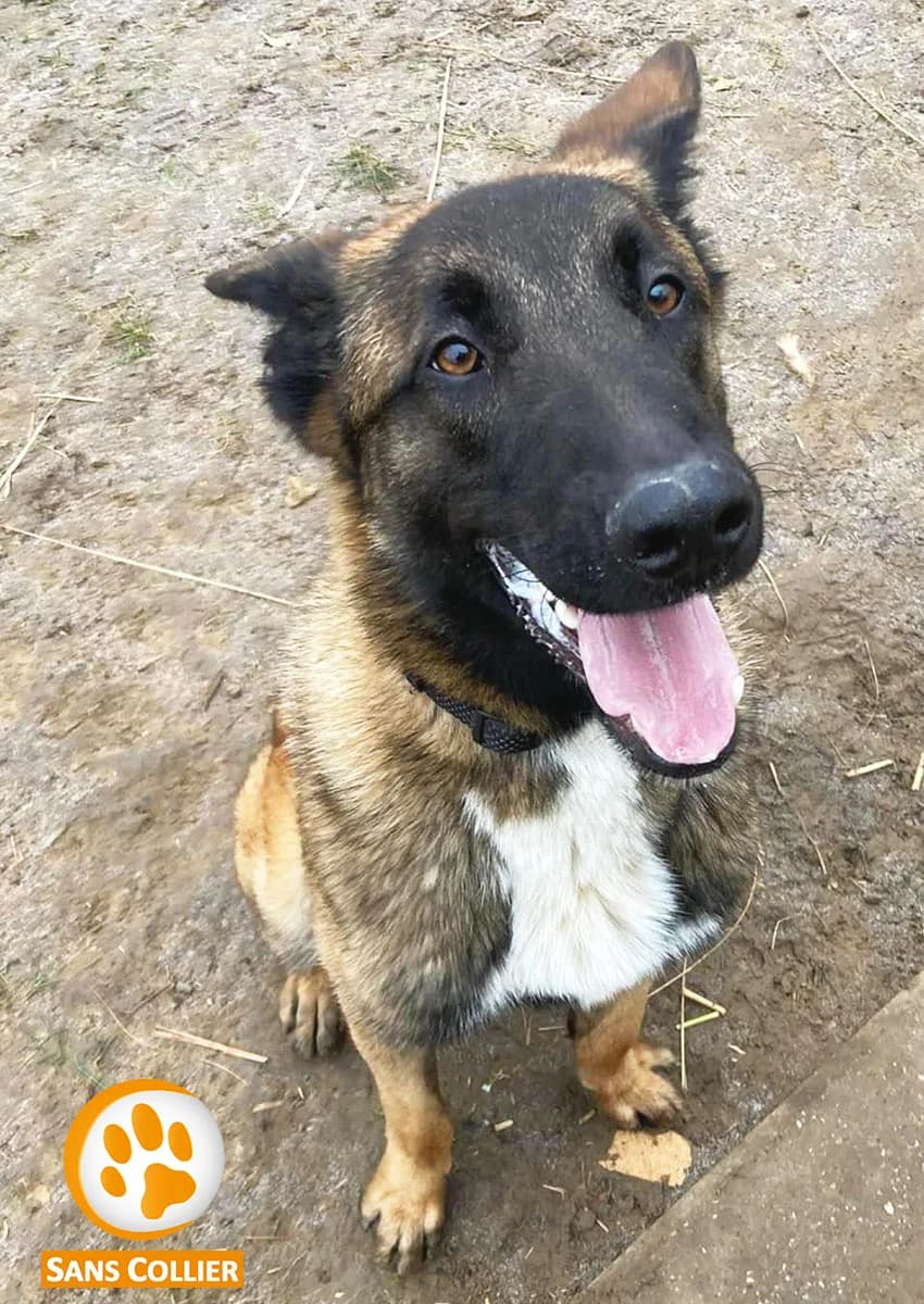 Scooby, male Belgian Malinois for adoption at Perwez), Sans Collier photo 7