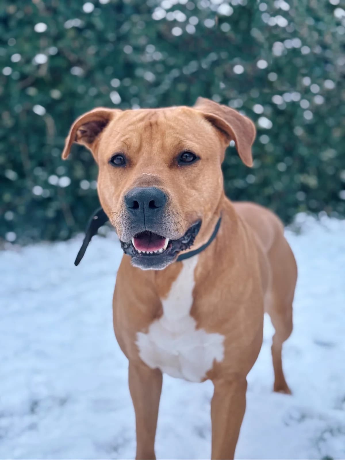 Scoubi, male 4yo American Staffordshire Terrier for adoption at Perwez), Sans Collier