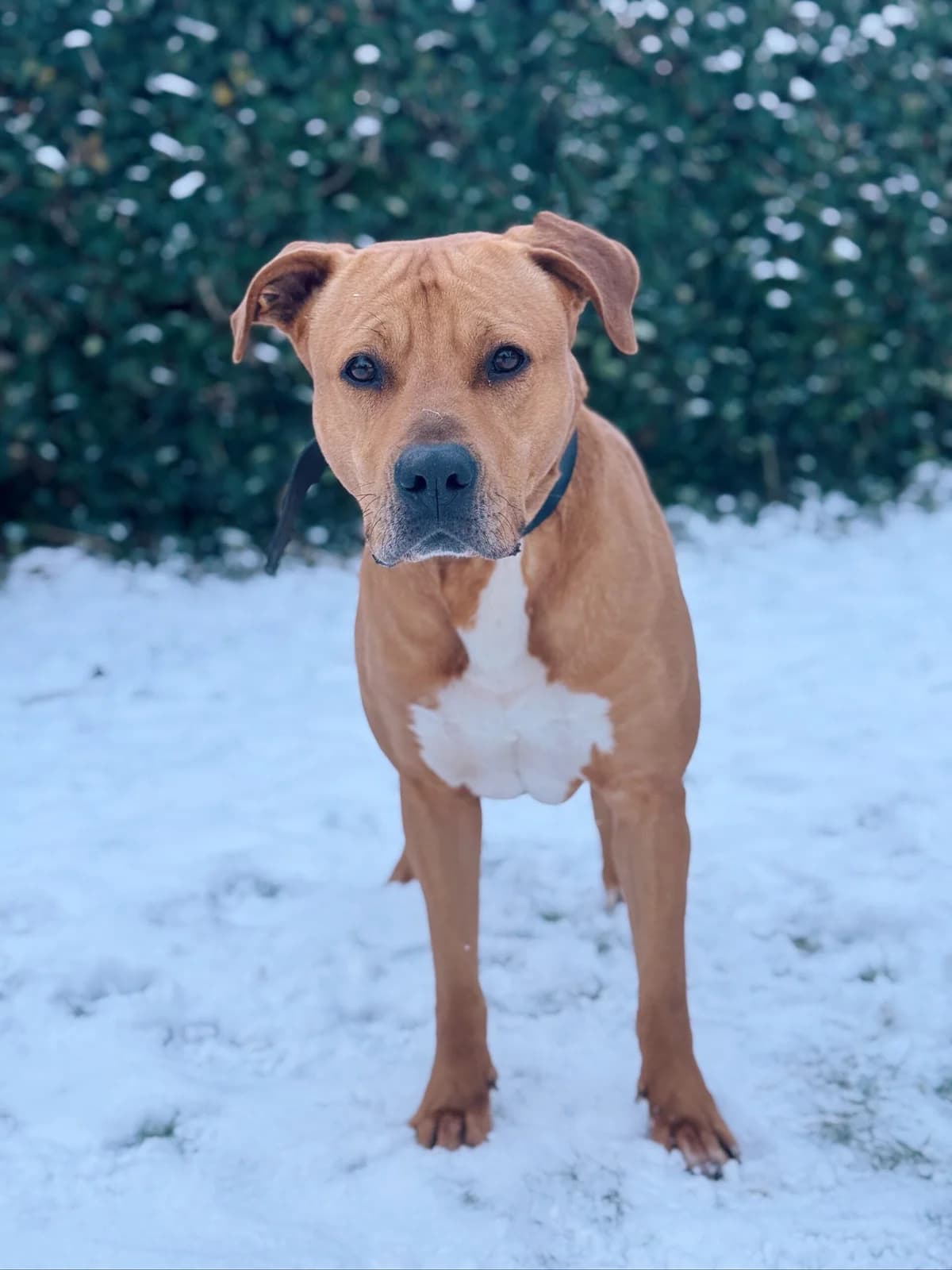 Scoubi, male American Staffordshire Terrier for adoption at Perwez), Sans Collier photo 2