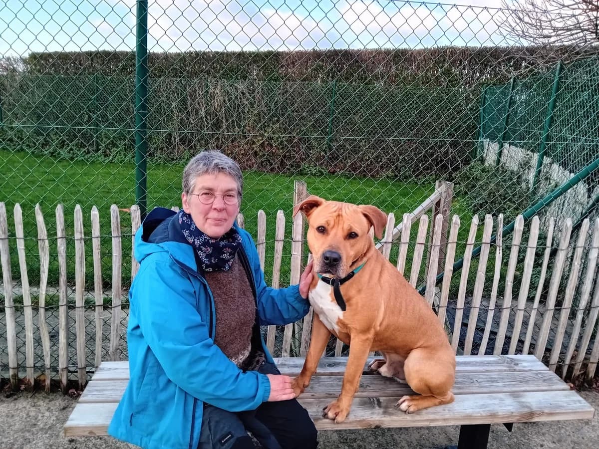 Scoubi, male American Staffordshire Terrier for adoption at Perwez), Sans Collier photo 3