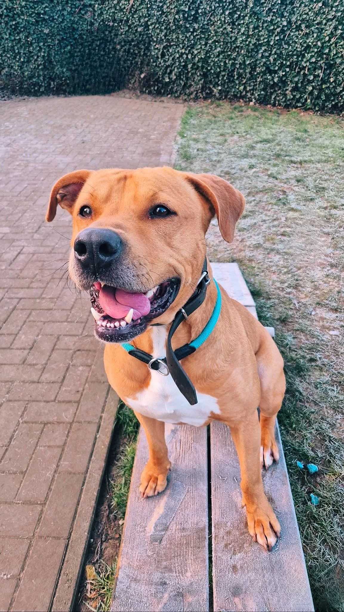 Scoubi, male American Staffordshire Terrier for adoption at Perwez), Sans Collier photo 4