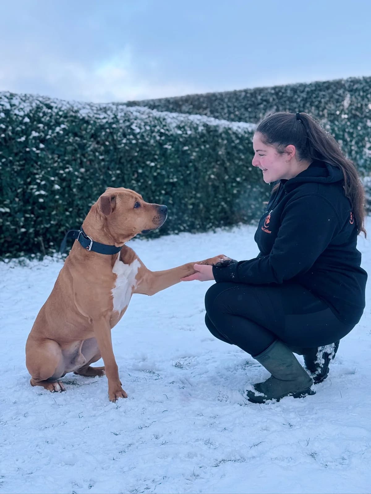Scoubi, male American Staffordshire Terrier for adoption at Perwez), Sans Collier photo 5