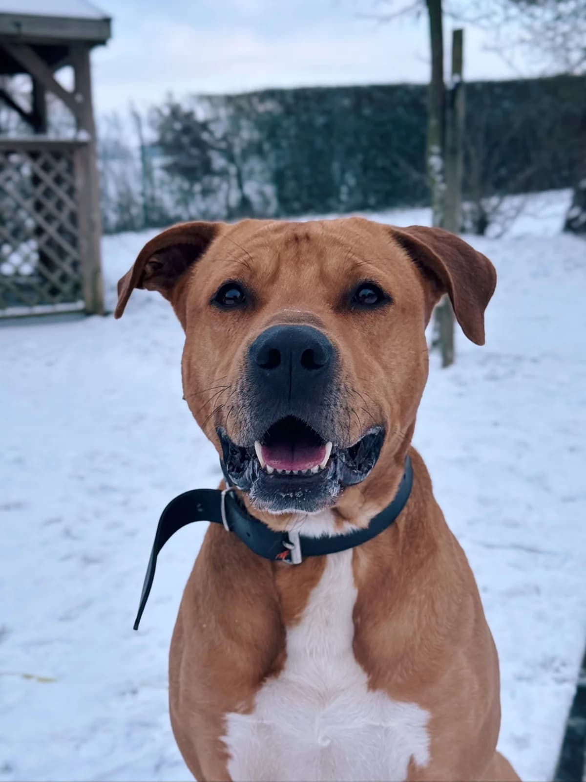 Scoubi, male American Staffordshire Terrier for adoption at Perwez), Sans Collier photo 6
