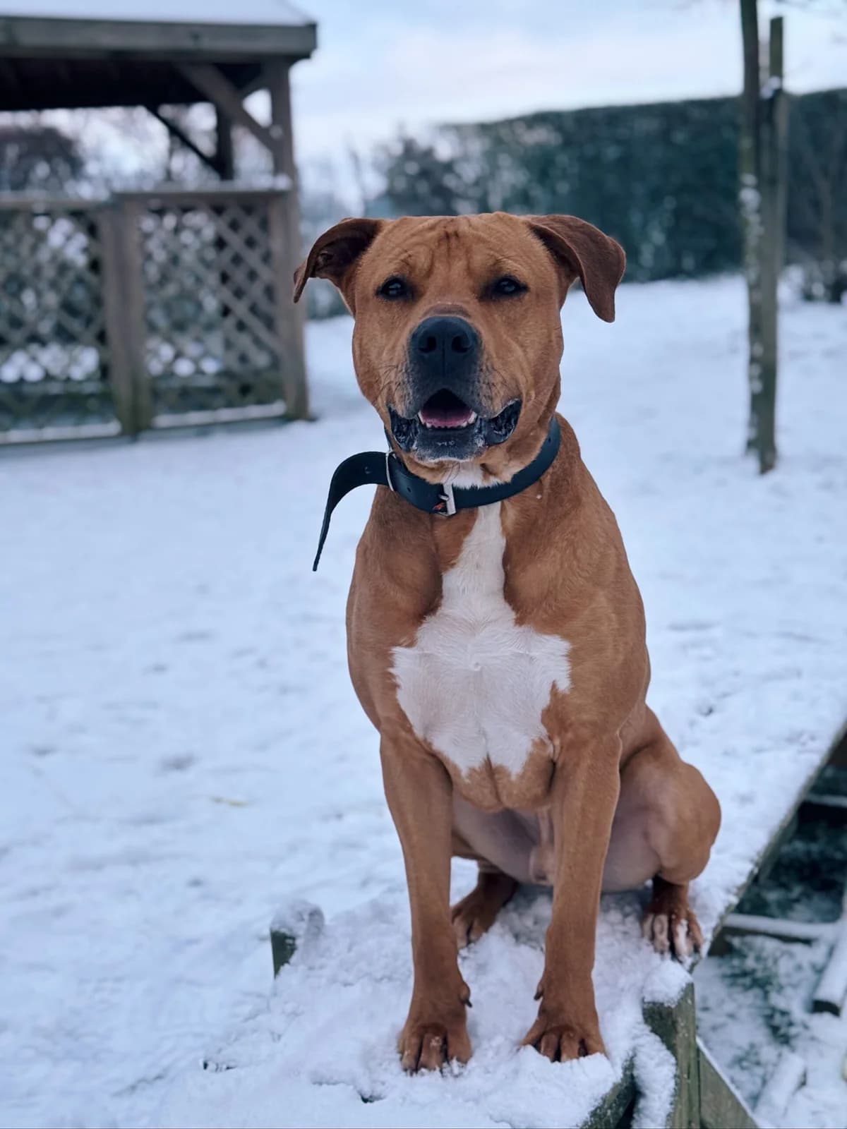Scoubi, male American Staffordshire Terrier for adoption at Perwez), Sans Collier photo 7