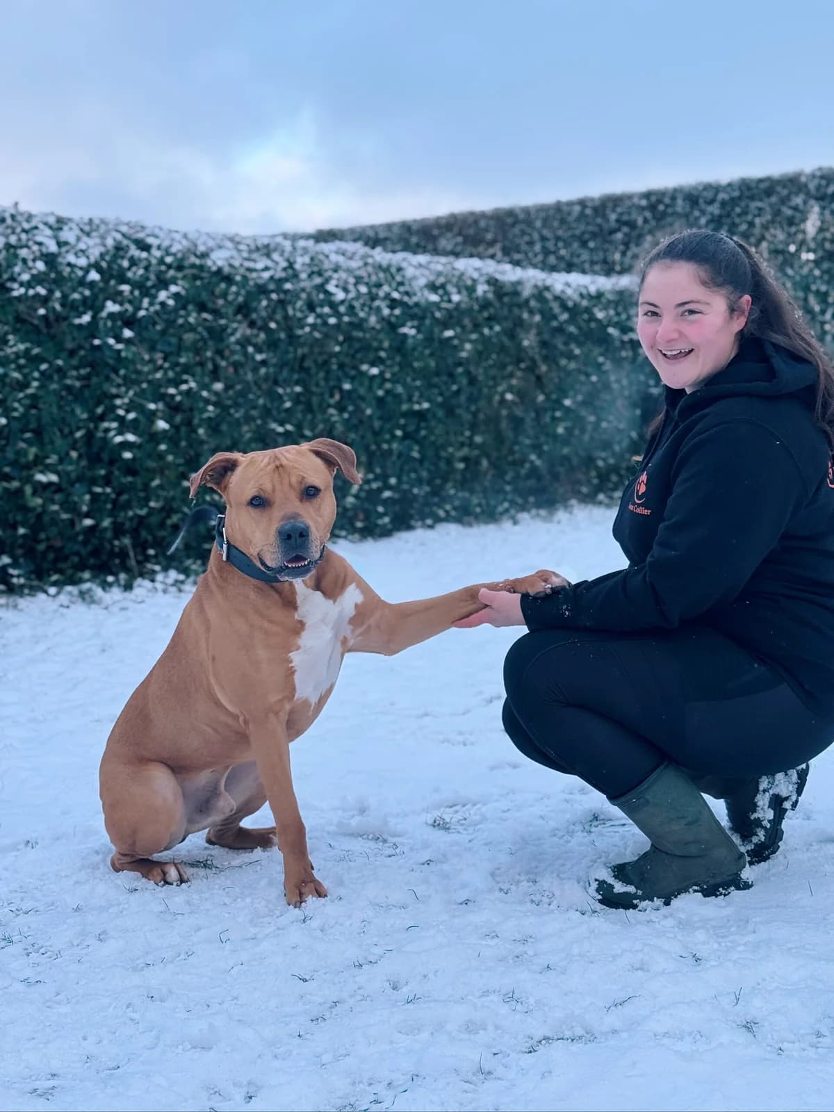 Scoubi, male American Staffordshire Terrier for adoption at Perwez), Sans Collier photo 8