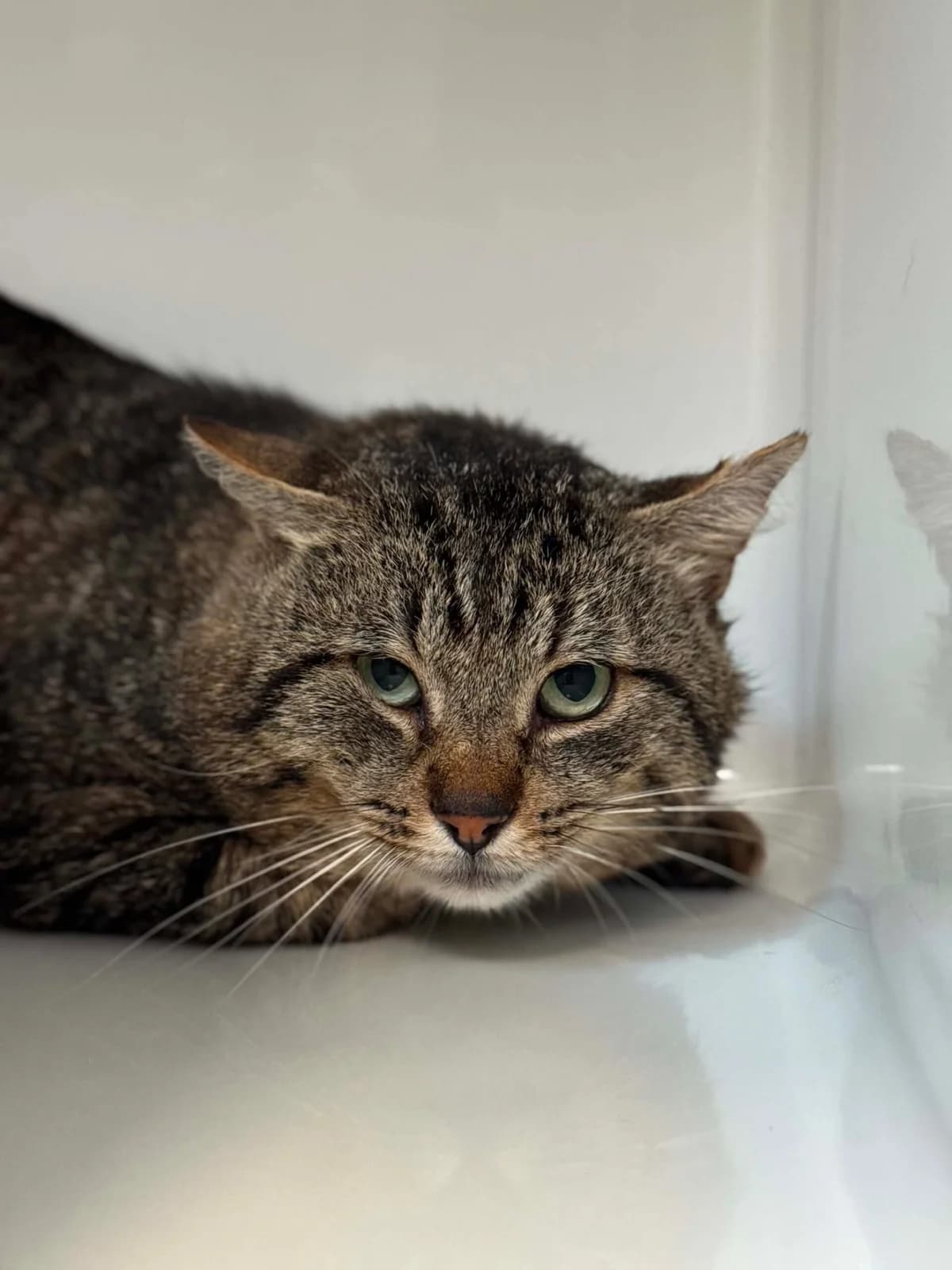 Scratchy, male 7yo European Shorthair for adoption at Perwez), Sans Collier