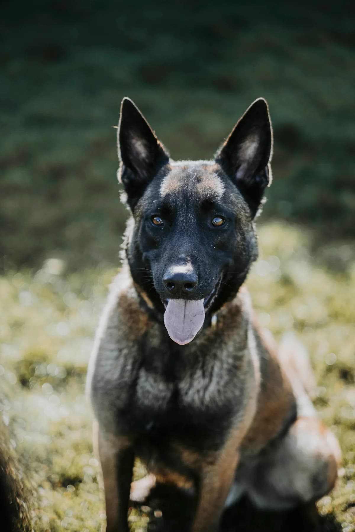 Shaiko, male 4yo Belgian Malinois for adoption at Perwez), Sans Collier
