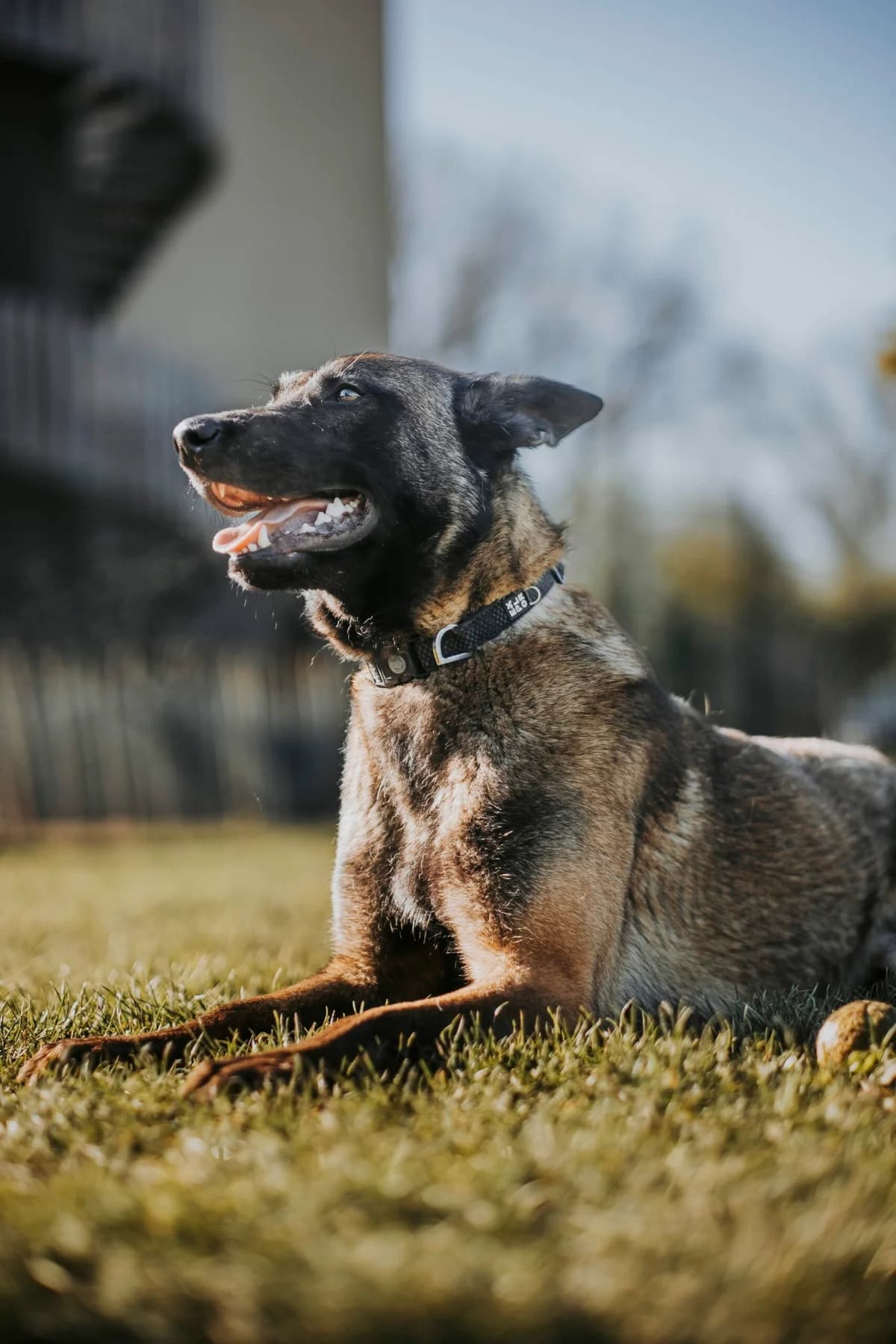 Shaiko, male Belgian Malinois for adoption at Perwez), Sans Collier photo 2