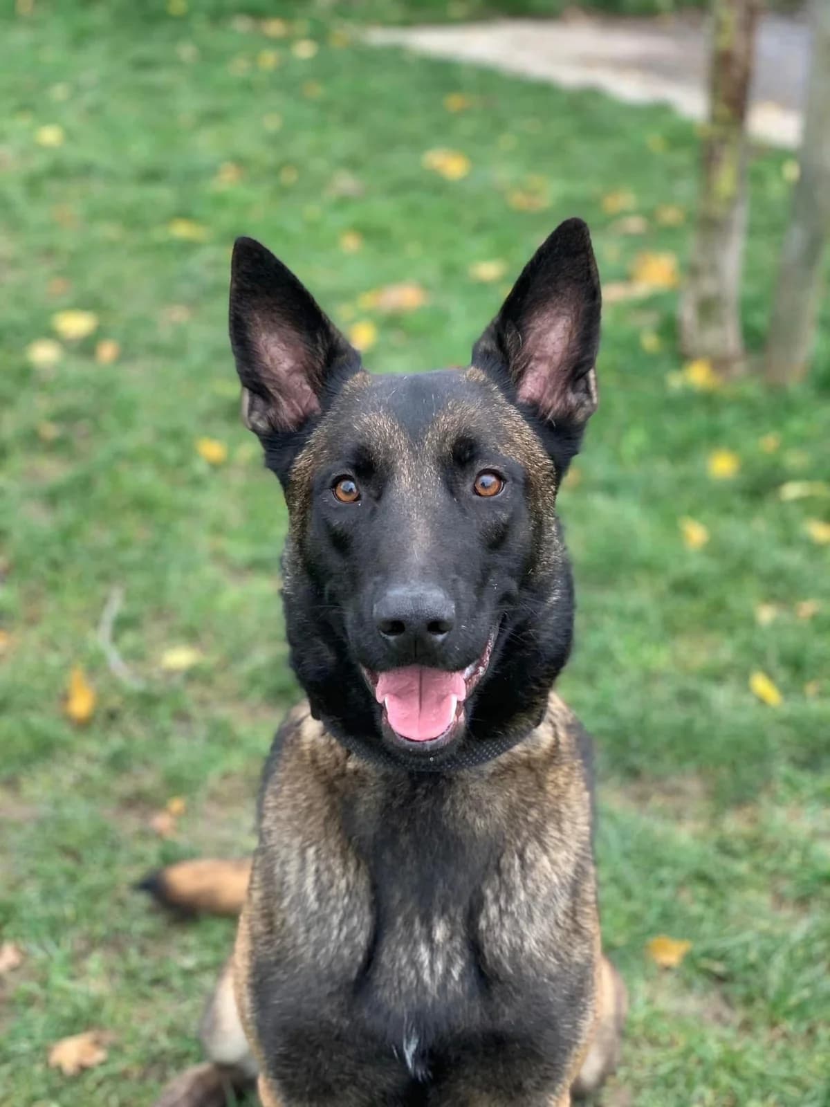 Shaiko, male Belgian Malinois for adoption at Perwez), Sans Collier photo 3