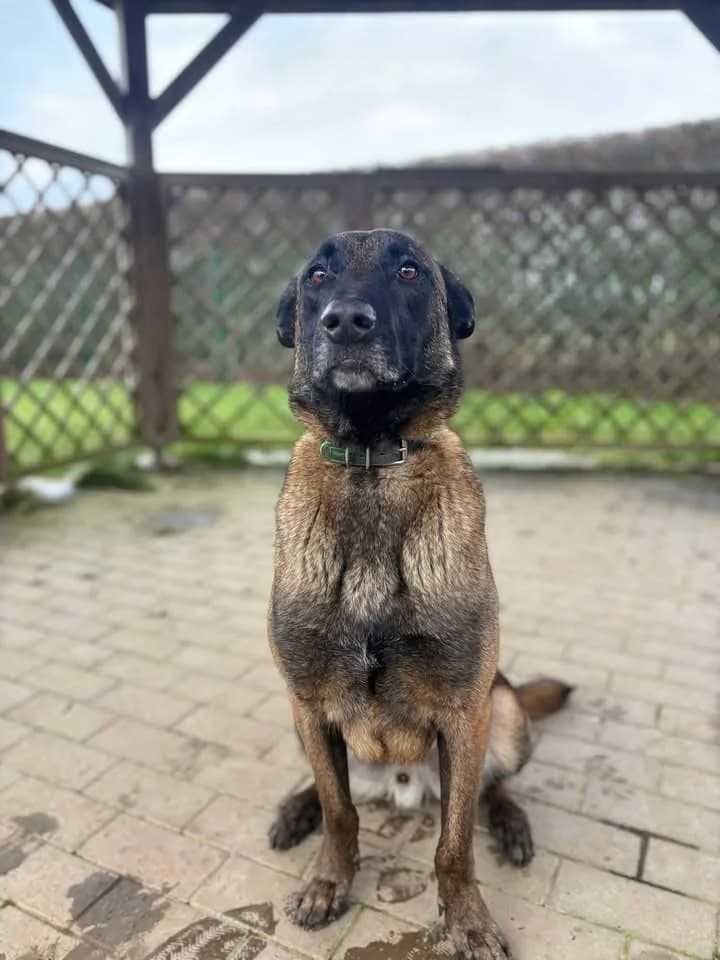 Shaiko, male Belgian Malinois for adoption at Perwez), Sans Collier photo 4