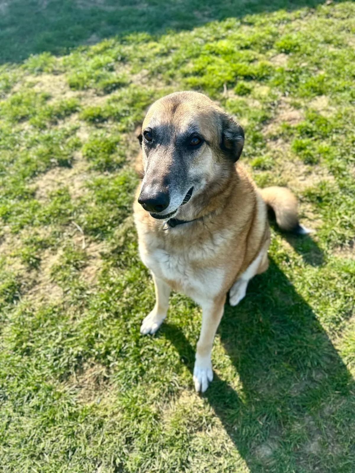 Shaiko, male Belgian Malinois for adoption at Perwez), Sans Collier photo 5