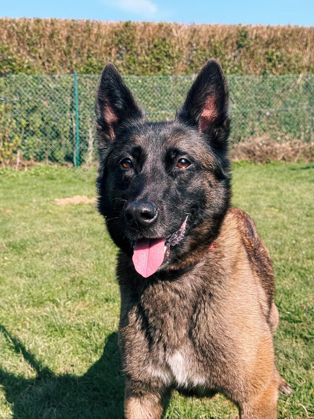 Shana, female 7yo Belgian Malinois for adoption at Perwez), Sans Collier