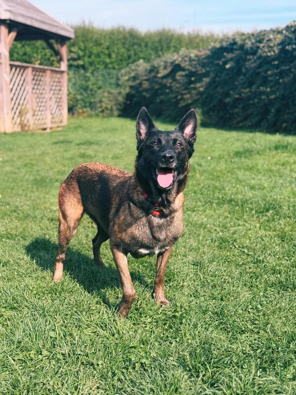 Shana, female Belgian Malinois for adoption at Perwez), Sans Collier photo 2