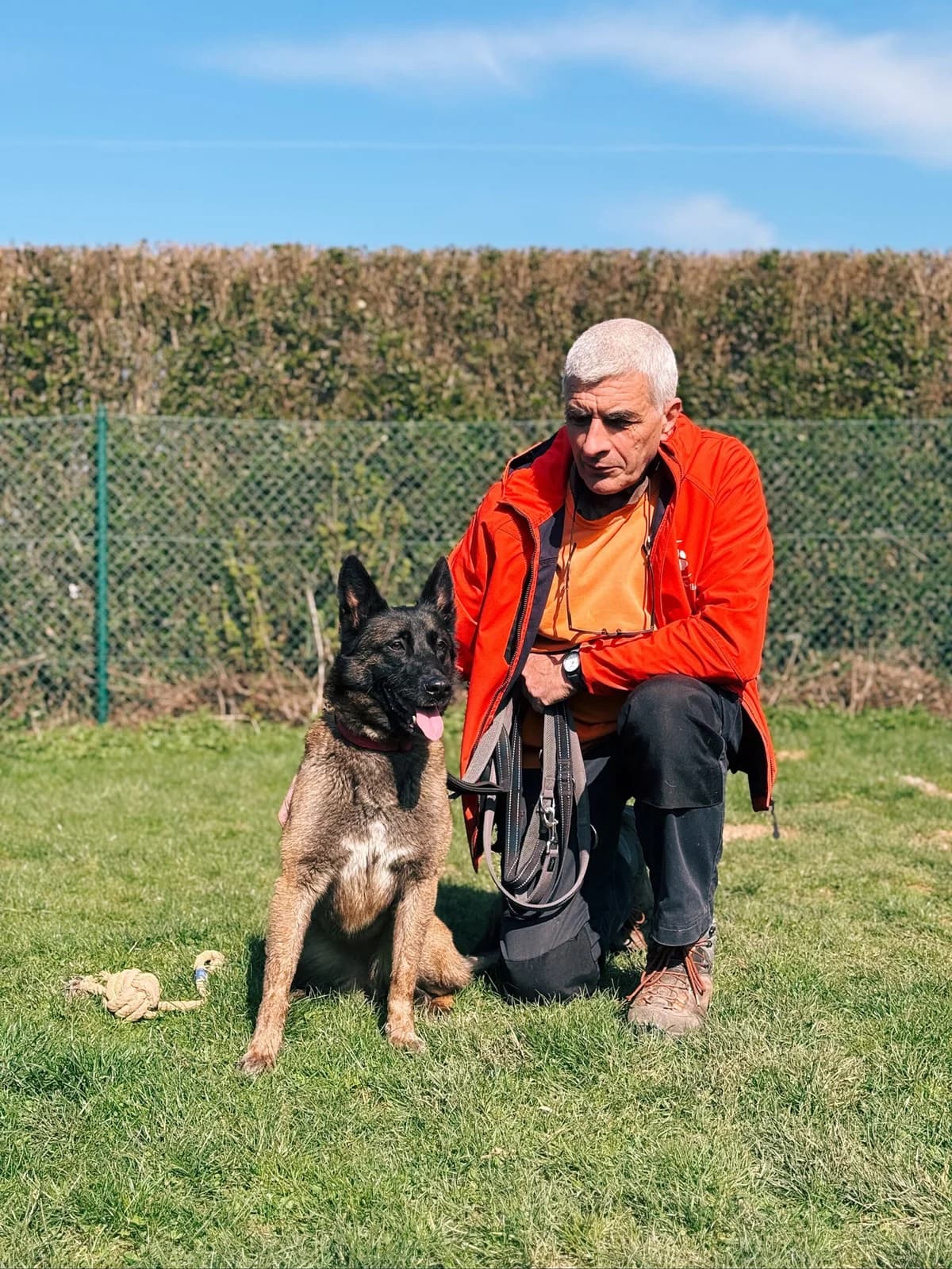 Shana, female Belgian Malinois for adoption at Perwez), Sans Collier photo 3