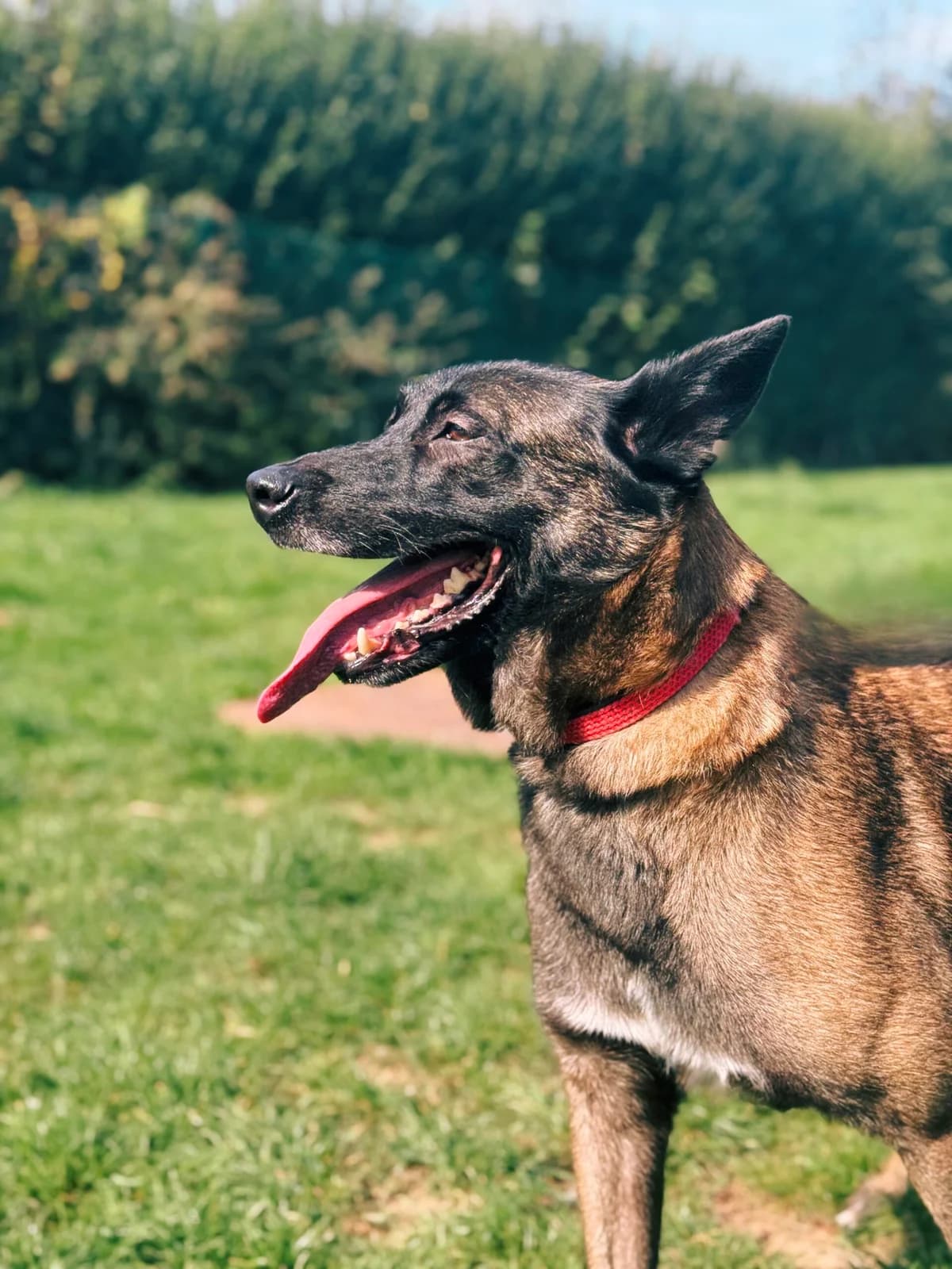 Shana, female Belgian Malinois for adoption at Perwez), Sans Collier photo 4